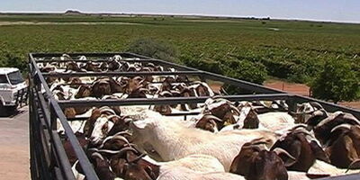 تهاتر دام سبک با نهاده در قالب تولید قراردادی آغاز شد
