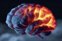 این پروتئین از مغز در برابر آلزایمر محافظت می‌کند
