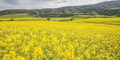 مطالبات کلزاکاران و جوکاران تسویه شد