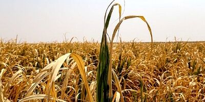 میزان خسارت‌وارده به کشاورزان بیمه گذار،۵ هزار میلیارد تومان