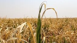 میزان خسارت‌وارده به کشاورزان بیمه گذار،۵ هزار میلیارد تومان