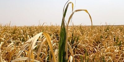 خبر خوب بیمه ای برای گندمکاران