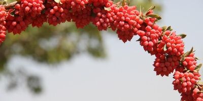 زرشک ایرانی به سفره کدام کشورها می‌رود؟