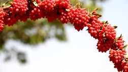 زرشک ایرانی به سفره کدام کشورها می‌رود؟