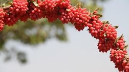 زرشک ایرانی به سفره کدام کشورها می‌رود؟