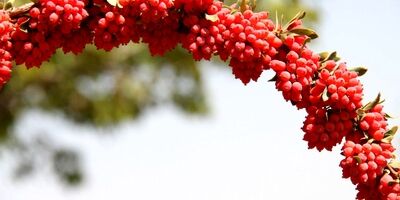 زرشک ایرانی به سفره کدام کشورها می‌رود؟