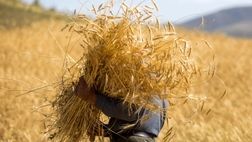 بسته معیشتی ۷۰۰ نفر از مستمری بگیران صندوق بیمه اجتماعی کشاورزان قم واریز شد