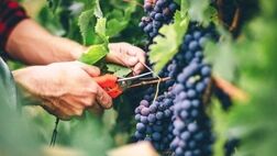 صادرات محصولات باغی ایران به ۱۰۰ کشور
