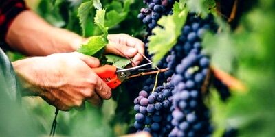 صادرات محصولات باغی ایران به ۱۰۰ کشور