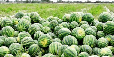 رشد ۱۷ درصدی واردات کالاهای اساسی