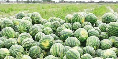 اعمال محدودیت‌های جدید در صادرات محصولات آب بَر