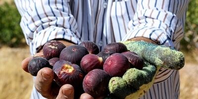 مجلس به بیمه محصولات کشاورزی درمناطق  دچار خشکسالی ورود کرد