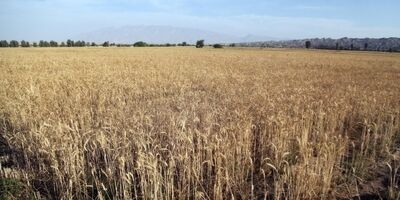 واریز ۱۲.۵ هزار میلیارد تومان به حساب گندمکاران