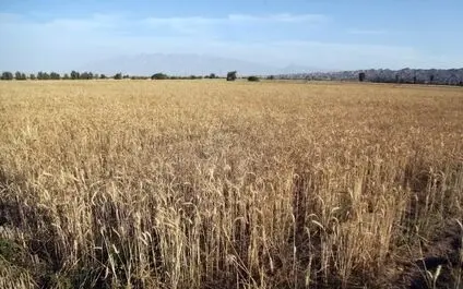  ثبت سفارش گندم تا پایان سال ادامه دارد 