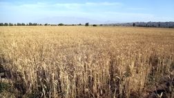 سطح زیرکشت گندم به ۶ میلیون و ۴۰ هزارهکتار رسید