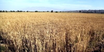 امسال واردات گندم نخواهیم داشت