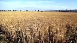 پیش‌بینی تولید ۹ میلیون تن گندم در سال جاری