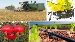 مزیت توسعه روابط تجاری ایران و ازبکستان در بخش کشاورزی چیست؟
