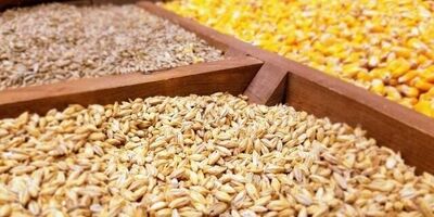 ۵۰۰ هزار تن نهاده دامی از بندرامام آماده توزیع در کشور است
