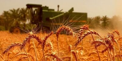 خرید تضمینی گندم به بیش از ۴ میلیون تن رسید

