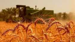 خرید تضمینی گندم به بیش از ۴ میلیون تن رسید
