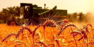 برای دومین سال  پیاپی نیازی به واردات گندم نداریم