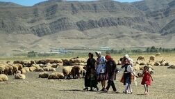 هشت میلیون راس  دام سبک عشایر تا پایان سال ۹۸ بیمه می‌شود