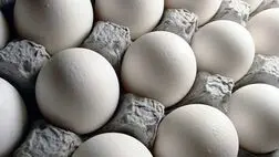 مازاد روزانه تخم مرغ به ۳۰۰ تن رسید
