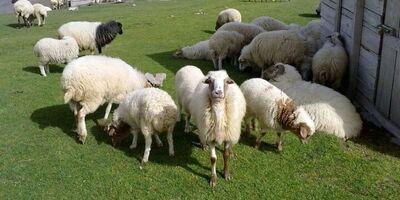 کاهش ۶.۳ درصدی تورم نقطه به نقطه تولیدکننده زراعت و دامداری