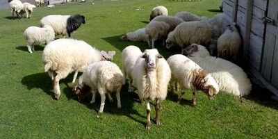 کاهش ۶.۳ درصدی تورم نقطه به نقطه تولیدکننده زراعت و دامداری