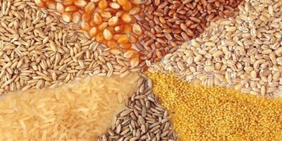 امکان صرفه جویی ۳ میلیارد دلاری با جایگزینی خوراک دام 