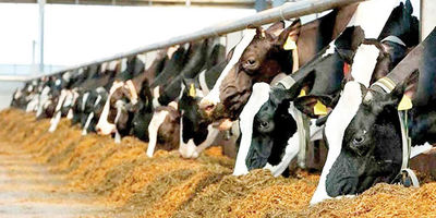 هزینه آزمایش پاپ اسمیر با بیمه تامین اجتماعی و دیگر بیمه ها [۱۴۰۴]