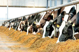 راهنمای جامع بیمه تامین اجتماعی دامداران در سال ۱۴۰۴