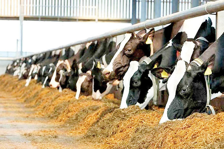 راهنمای جامع بیمه تامین اجتماعی دامداران در سال ۱۴۰۴