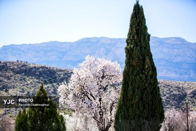 شکوفه‌های زیبای بهاری روستای مهارلو (13)