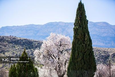 شکوفه‌های زیبای بهاری روستای مهارلو (13)