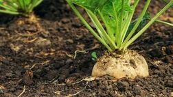 تعیین قیمت نهایی خرید تضمینی چغندرقند