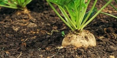 تعیین قیمت نهایی خرید تضمینی چغندرقند