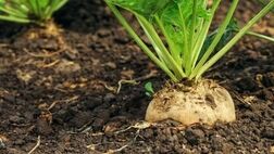 تعیین قیمت نهایی خرید تضمینی چغندرقند