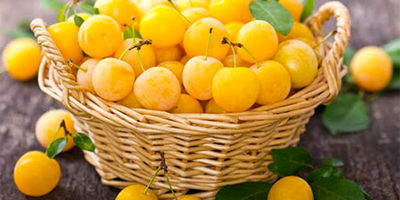  طرز تهیه آلو بخارا؛ روش‌های مختلف خشک کردن آلو با حفظ طعم و رنگ 