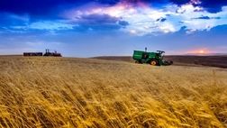 خرید تضمینی گندم ۱۷ درصد افزایش یافت

