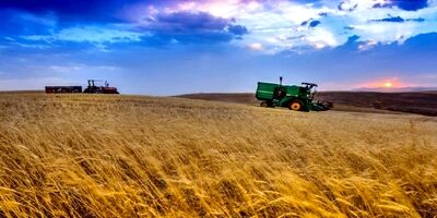 خرید تضمینی گندم ۱۷ درصد افزایش یافت
