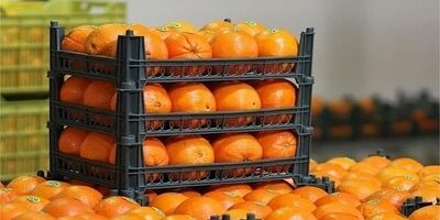 کلاهبرداری 3 میلیارد تومانی فروشنده موز و پرتقال