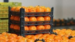 کلاهبرداری 3 میلیارد تومانی فروشنده موز و پرتقال
