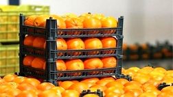 کلاهبرداری 3 میلیارد تومانی فروشنده موز و پرتقال
