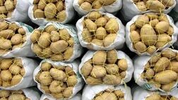 سیب‌زمینی به وفور در میادین و بازارهای میوه یافت می‌شود