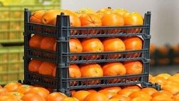 قیمت میوه شب عید  ۱۰ درصد زیر نرخ روز بازار تعیین می‌شود
