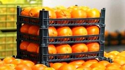 قیمت میوه شب عید  ۱۰ درصد زیر نرخ روز بازار تعیین می‌شود