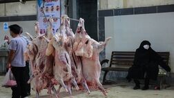 متوسط قیمت فعلی هر کیلو دام سبک  ۴۸ هزار تومان است