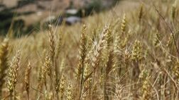 طرح بیمه اجباری گندم برای جهش تولید تدوین شد